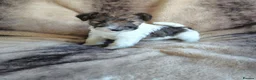 Fox Terrier dogs for sale: Beautiful Wire Fox Terrier Pups Available - Advert 5