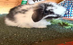 Mini Lop rabbits for sale: Baby mini lop bunnies  - Image 1