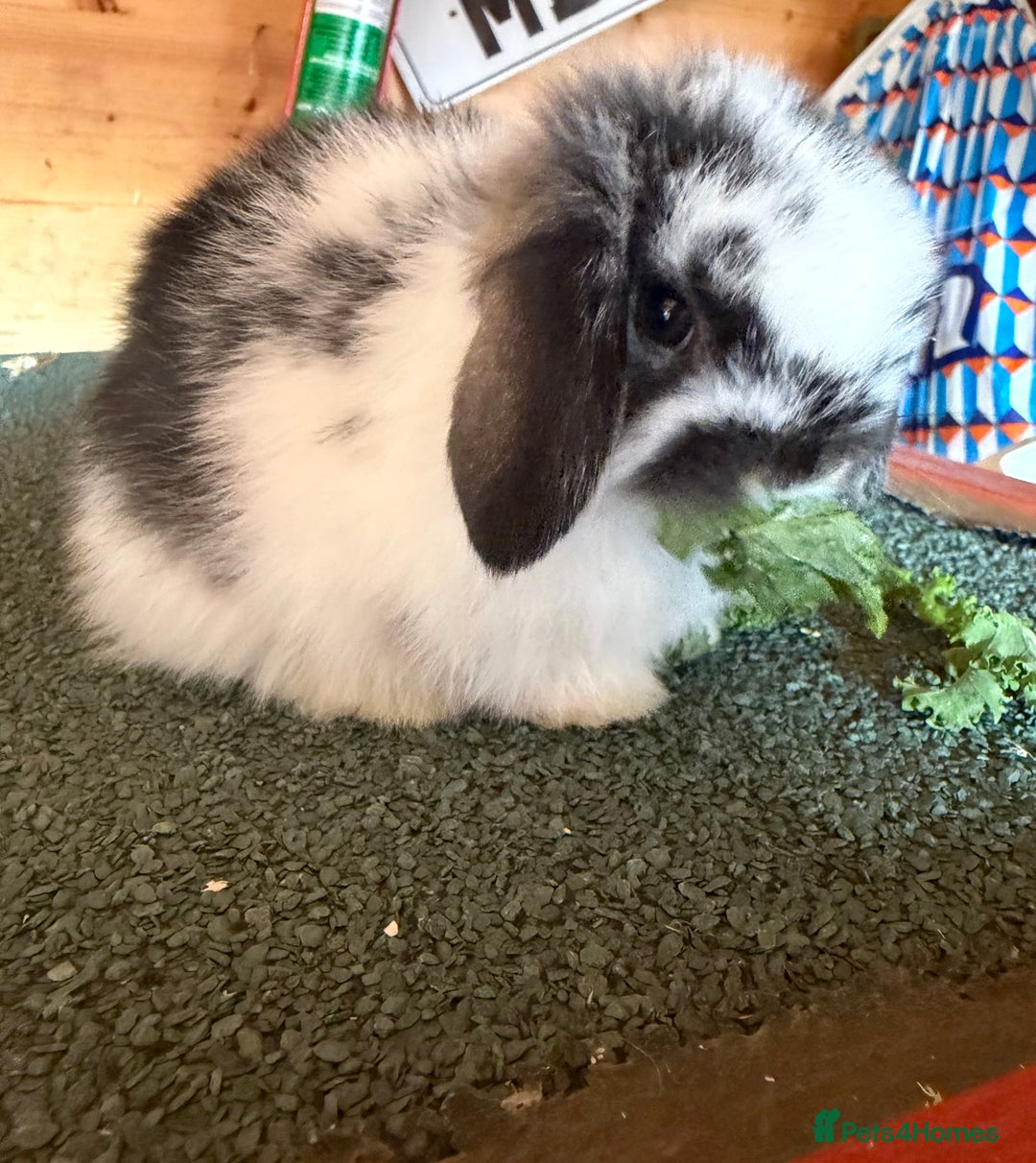 Mini Lop rabbits for sale: Baby mini lop bunnies  - Image 1