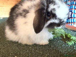 Mini Lop rabbits - Advert 1