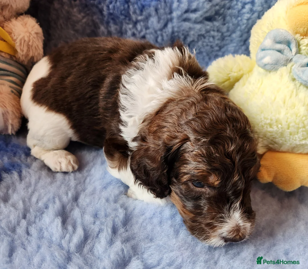 Cockapoo dogs for sale: Cockapoo Puppies,  stunning colours  - Advert 3