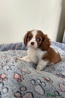 Cavalier King Charles Spaniel dogs - Advert 16