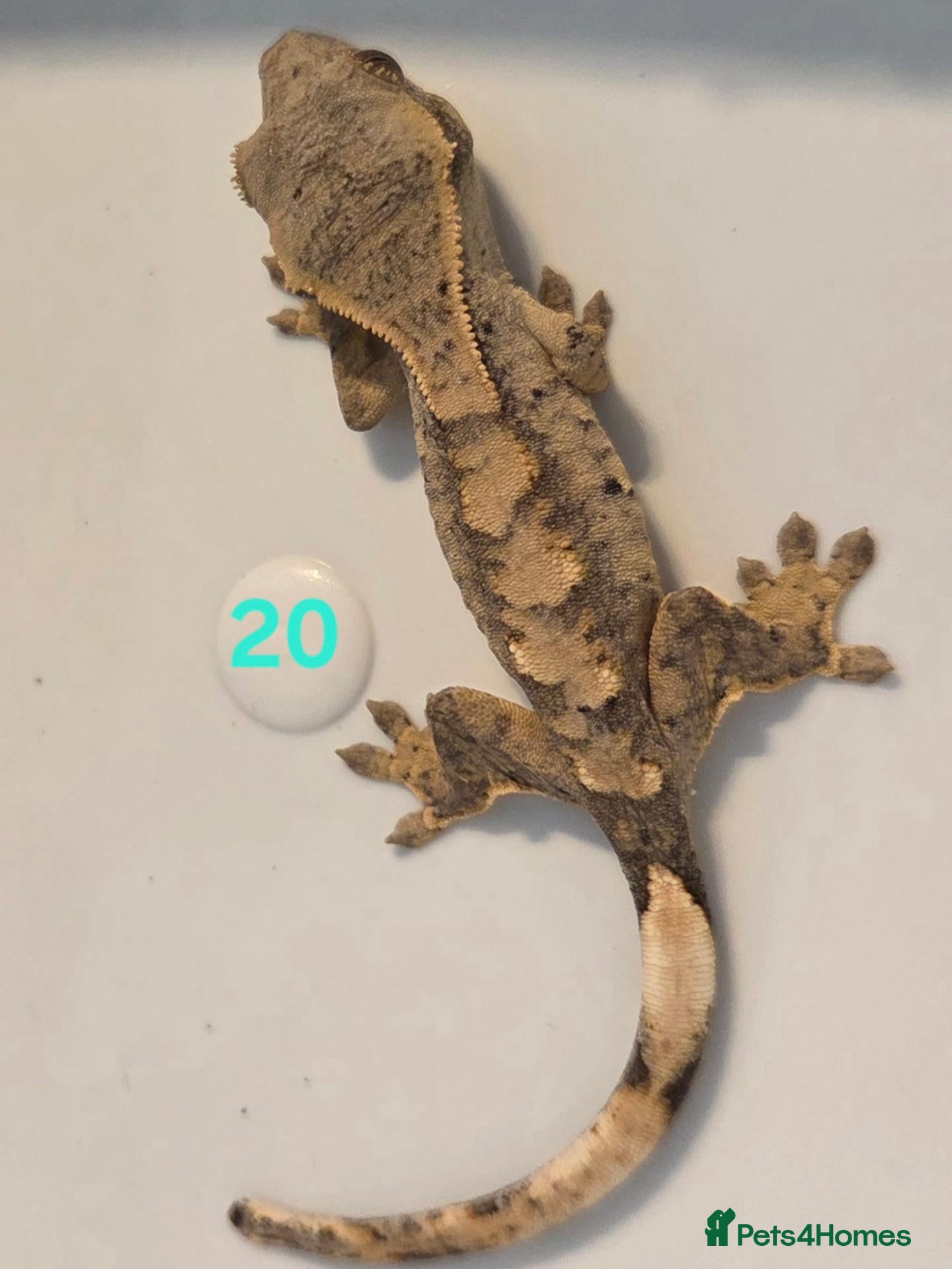 Gecko reptiles Current reptiles available  - Advert 20