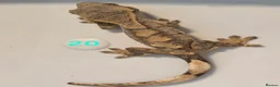 Gecko reptiles for sale: Current reptiles available  - Advert 8