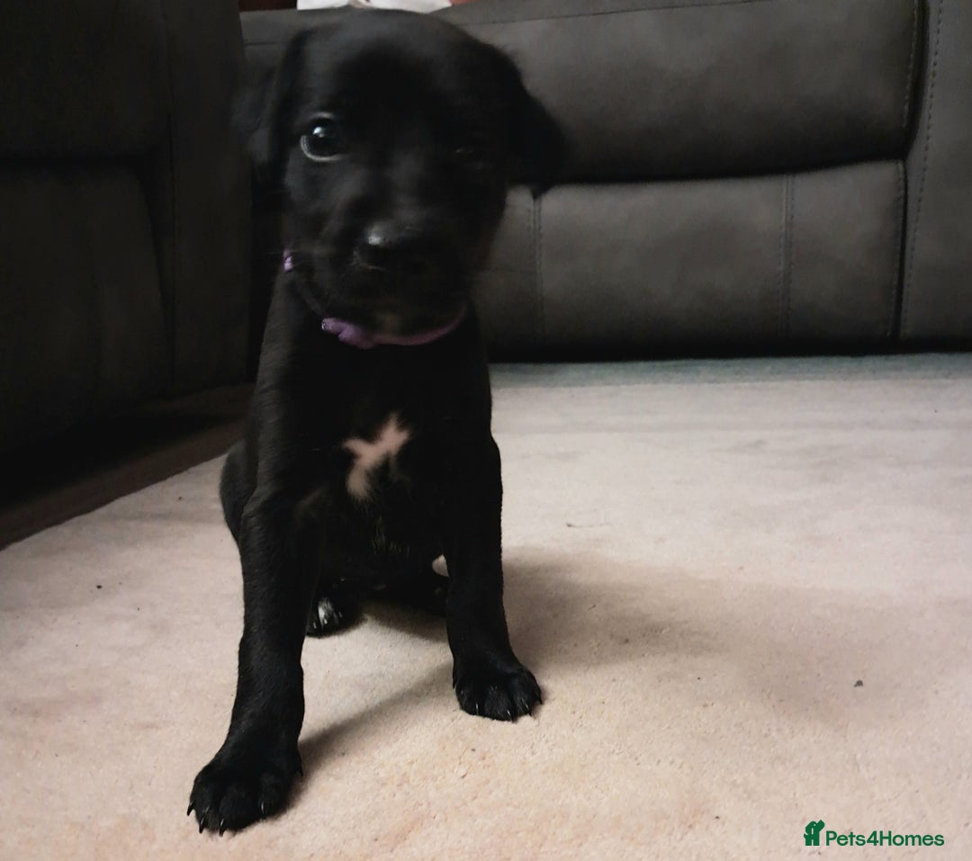 Mixed Breed dogs for sale: 5 whippador puppies for sale - Advert 9