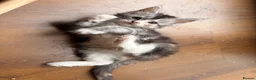 Maine Coon cats for sale: 🐾Beautiful Maine Coon Kittens 🐾 - Advert 16
