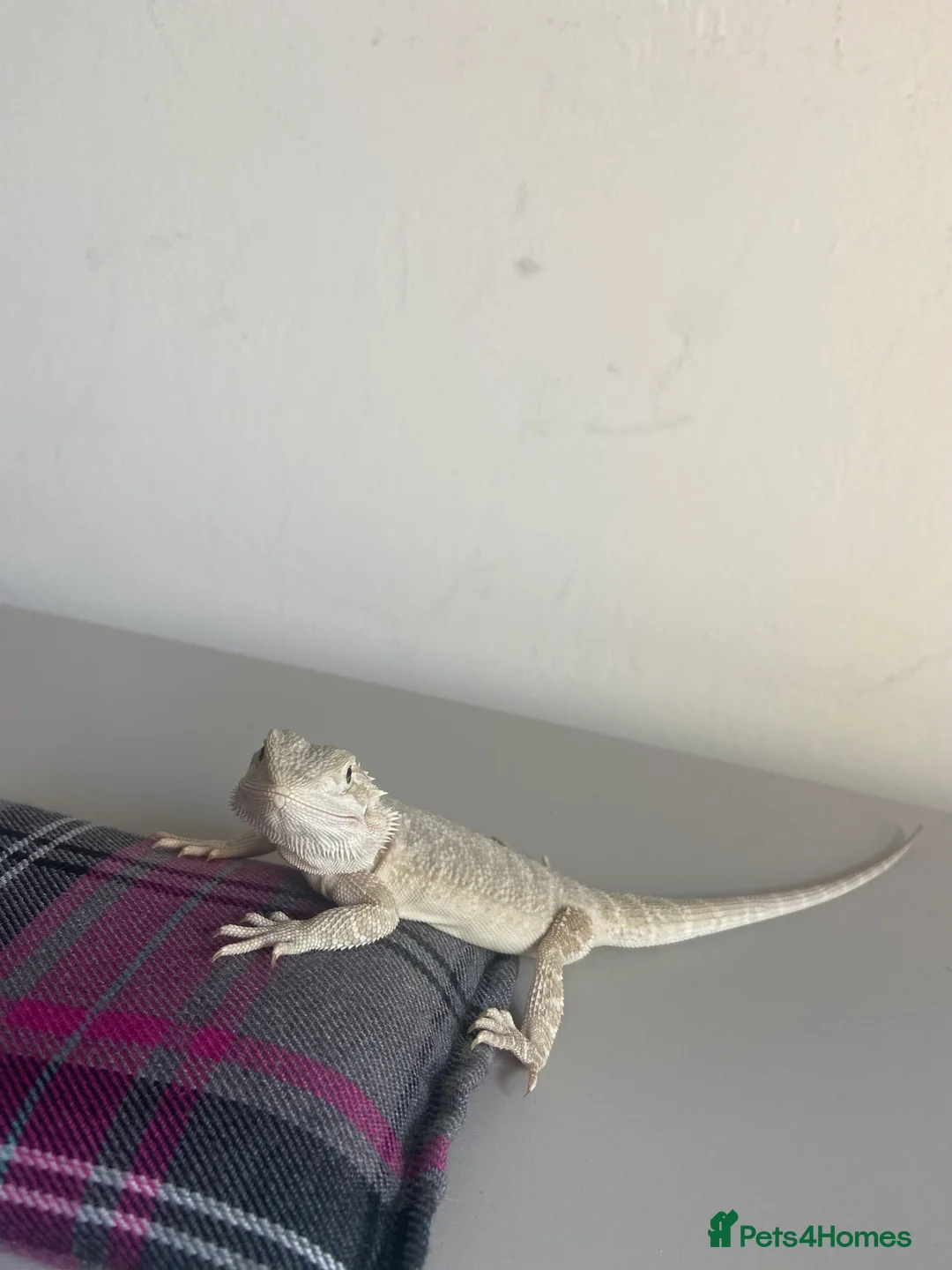 Bearded Dragon reptiles for sale: Gorgeous bearded dragon.  - Advert 17