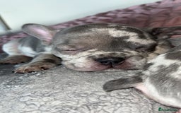 French Bulldog dogs for sale: Tri-colour Blue Merle Frenchie pups - Image 10