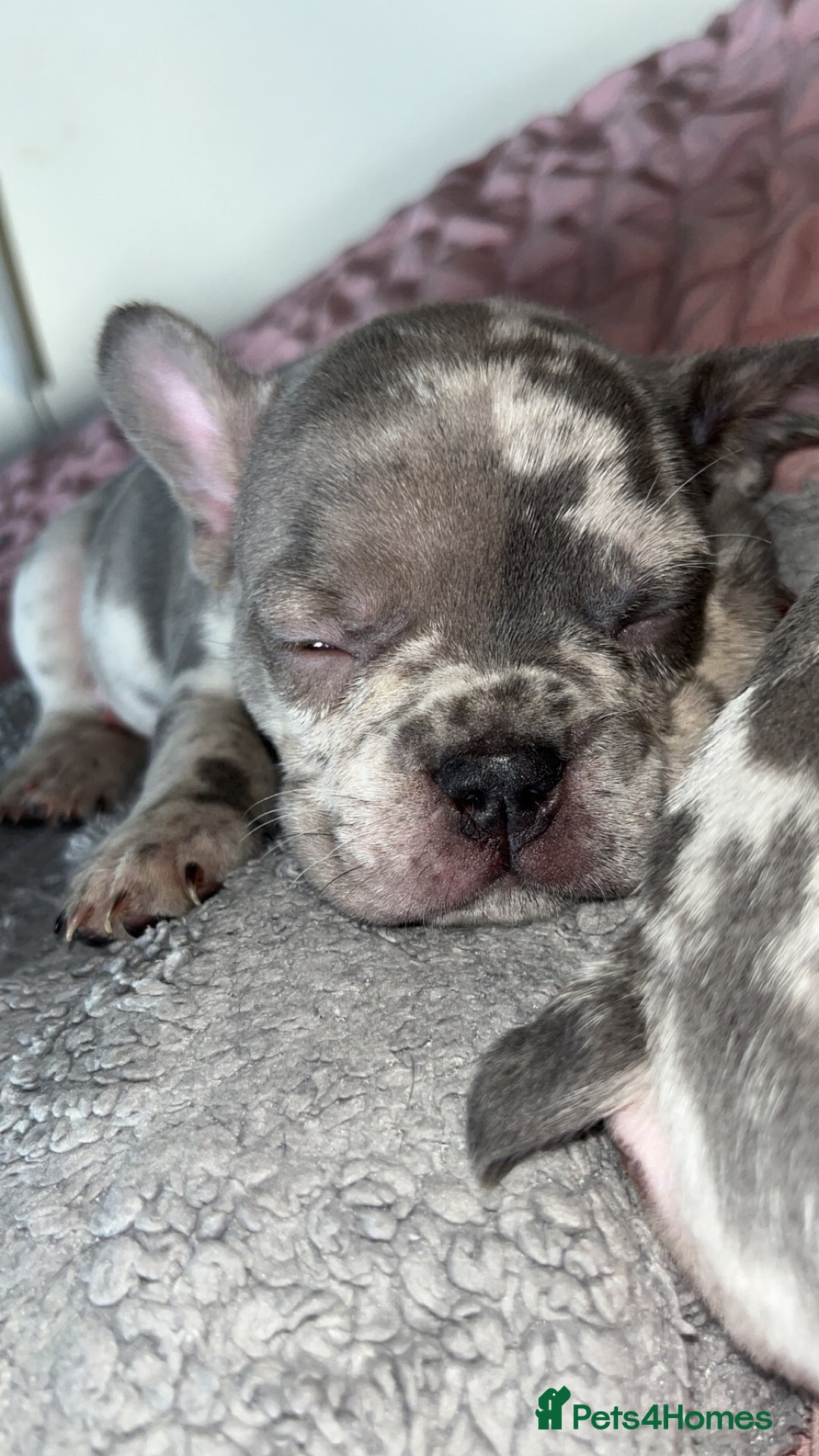 French Bulldog dogs for sale: Tri-colour Blue Merle Frenchie pups - Image 10