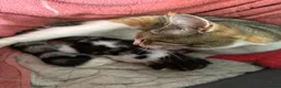Domestic Shorthair cats for sale: 1 beautiful female kitten for sale - Advert 1