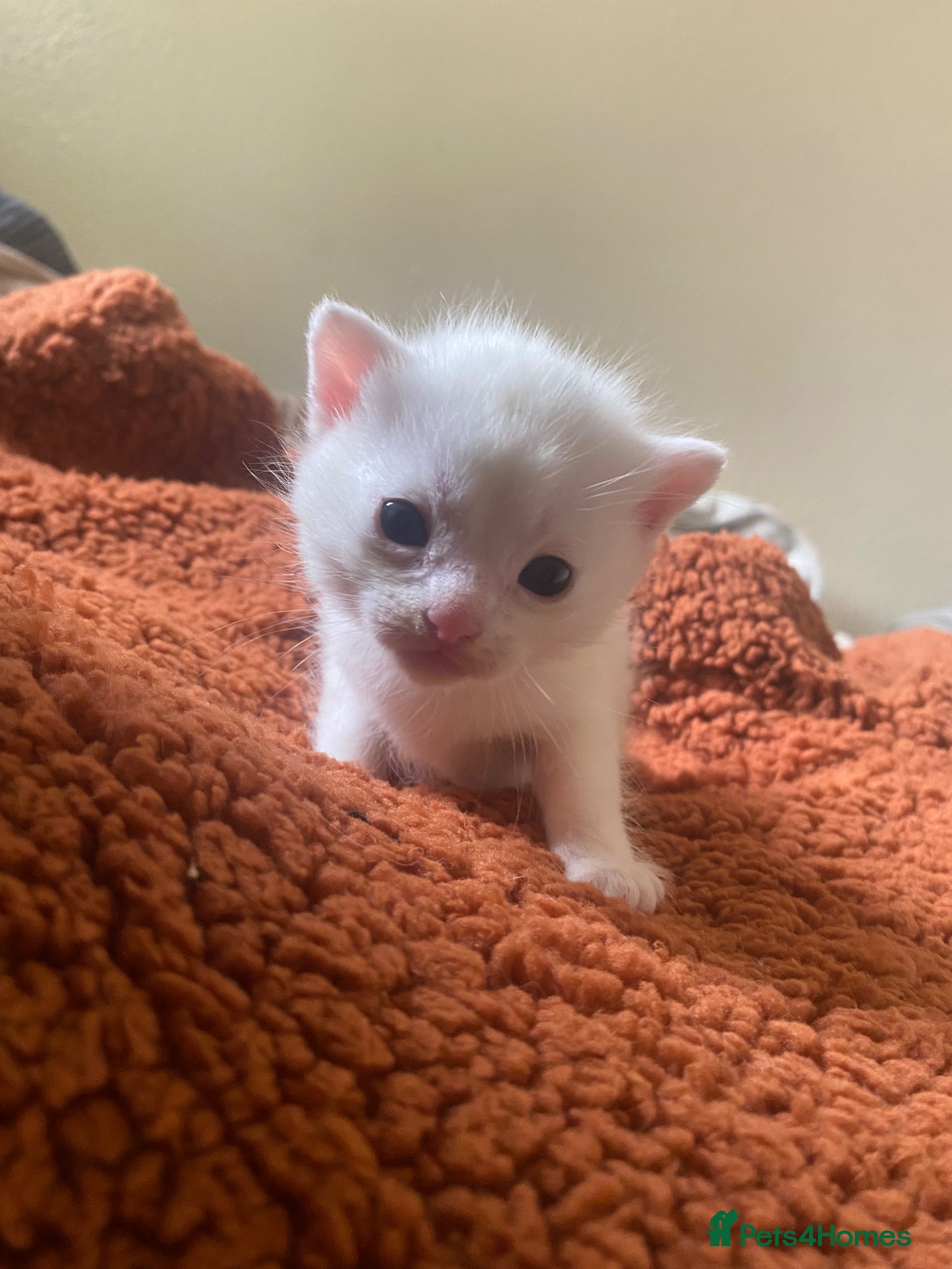 Mixed Breed cats Adorable kittens looking for forever homes - Advert 3