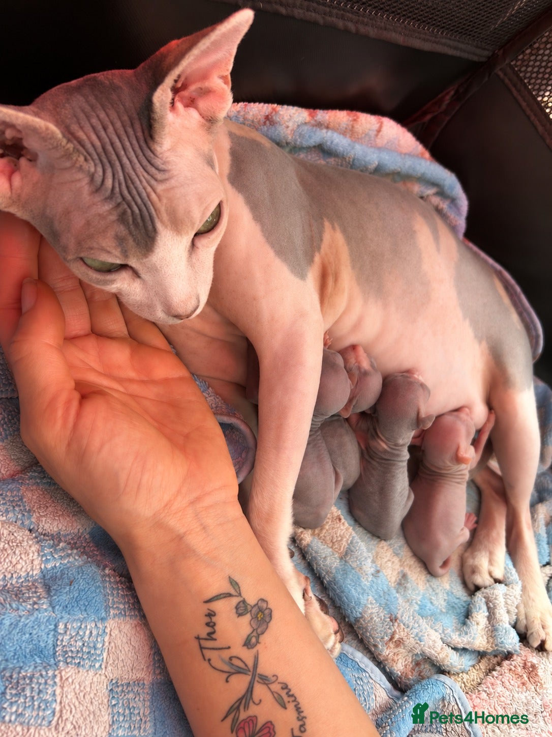 Sphynx cats Beautiful Sphynx Kittens – Ready 5th October - Advert 2