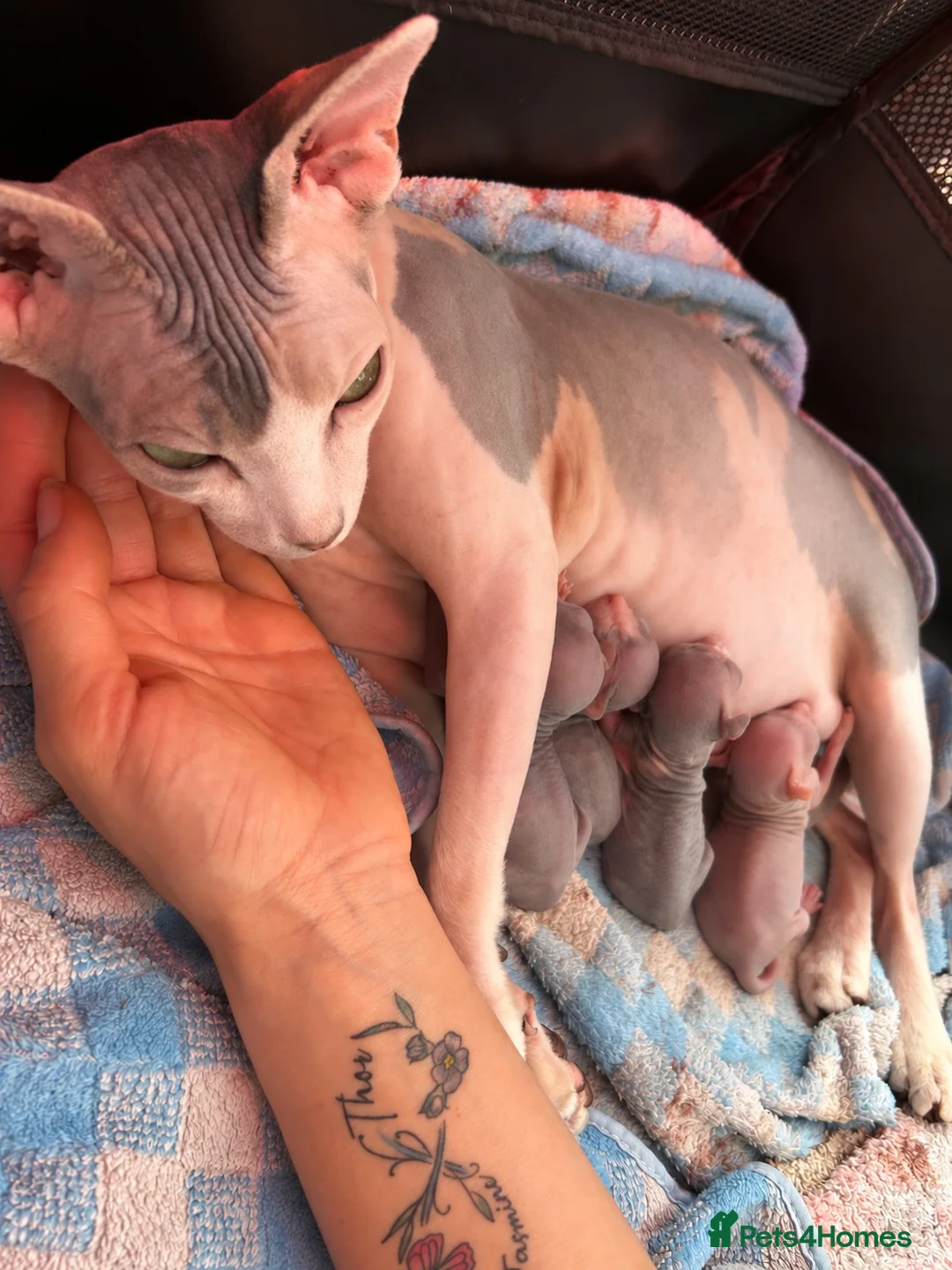 Sphynx cats for sale: Beautiful Sphynx Kittens – Ready 5th October - Advert 1