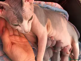 Sphynx cats Last 2 boys - Beautiful Sphynx Kittens – Ready NOW - Advert 16