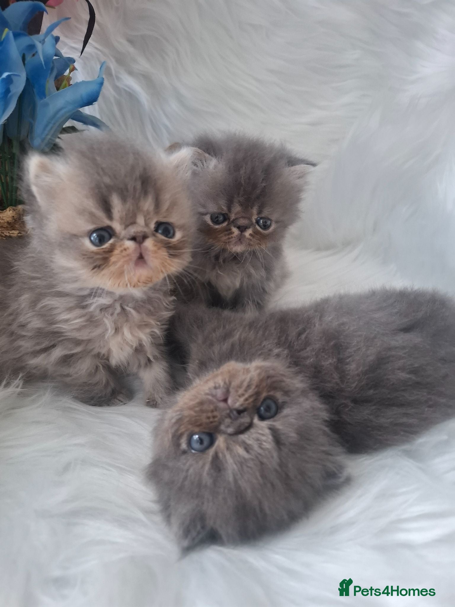 Persian cats Blue kittens  - Advert 7