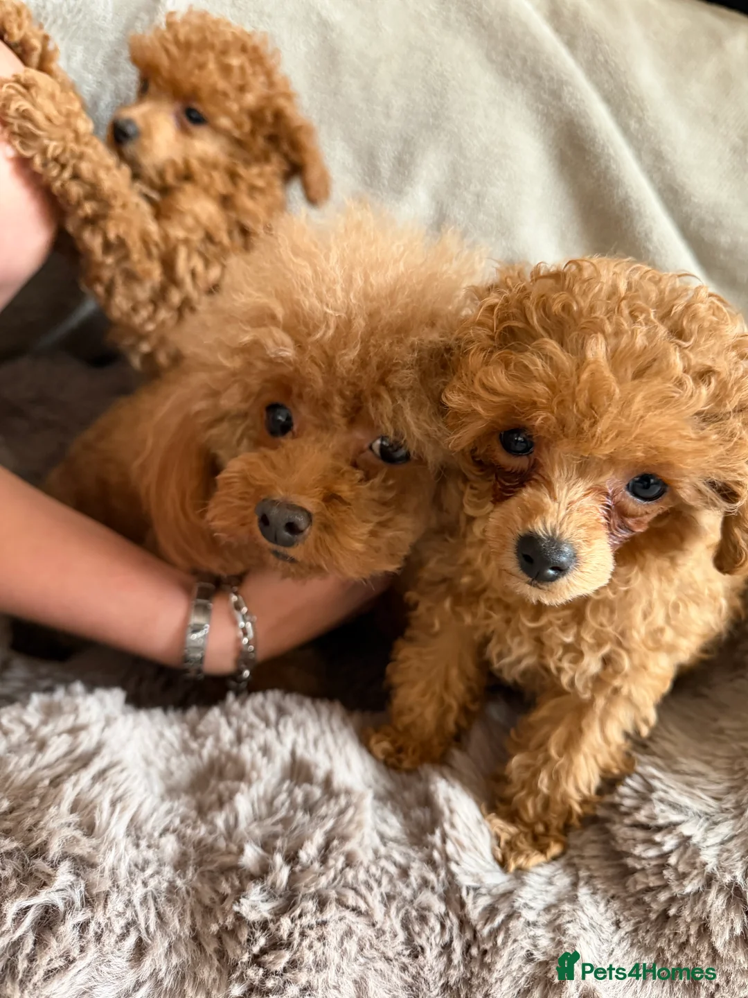Toy Poodle dogs for sale: Outstanding KC reg Red Toy Poodles  - Advert 11