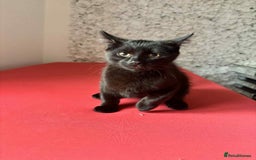 Mixed Breed cats for sale: Mixed breed cats  - Image 2