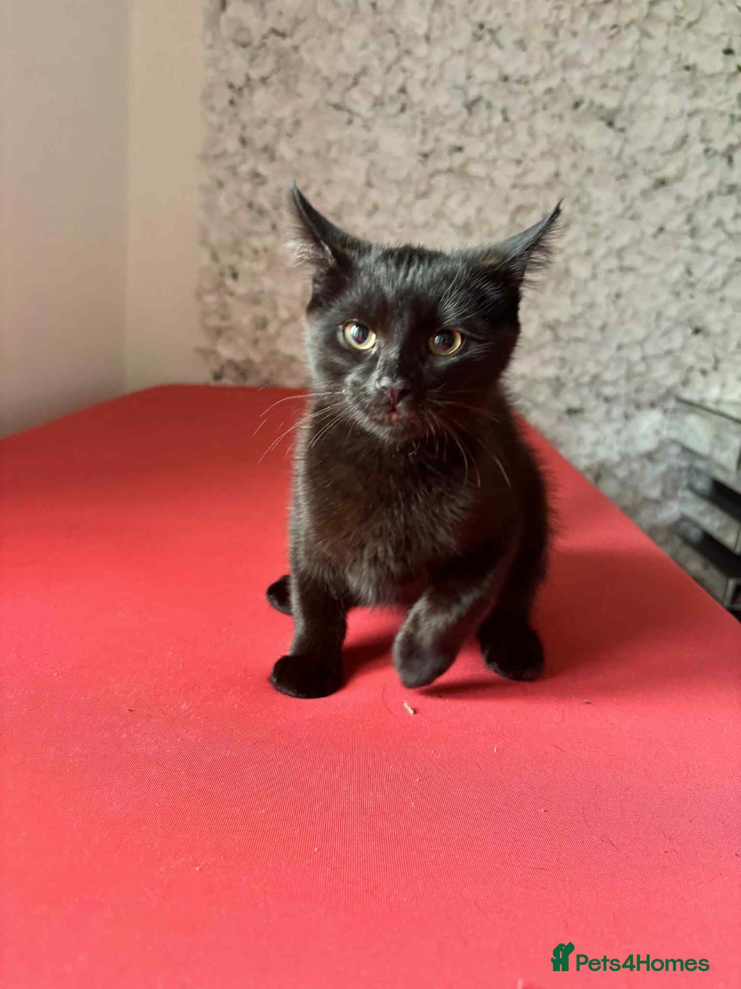 Mixed Breed cats for sale: Mixed breed cats  - Image 2
