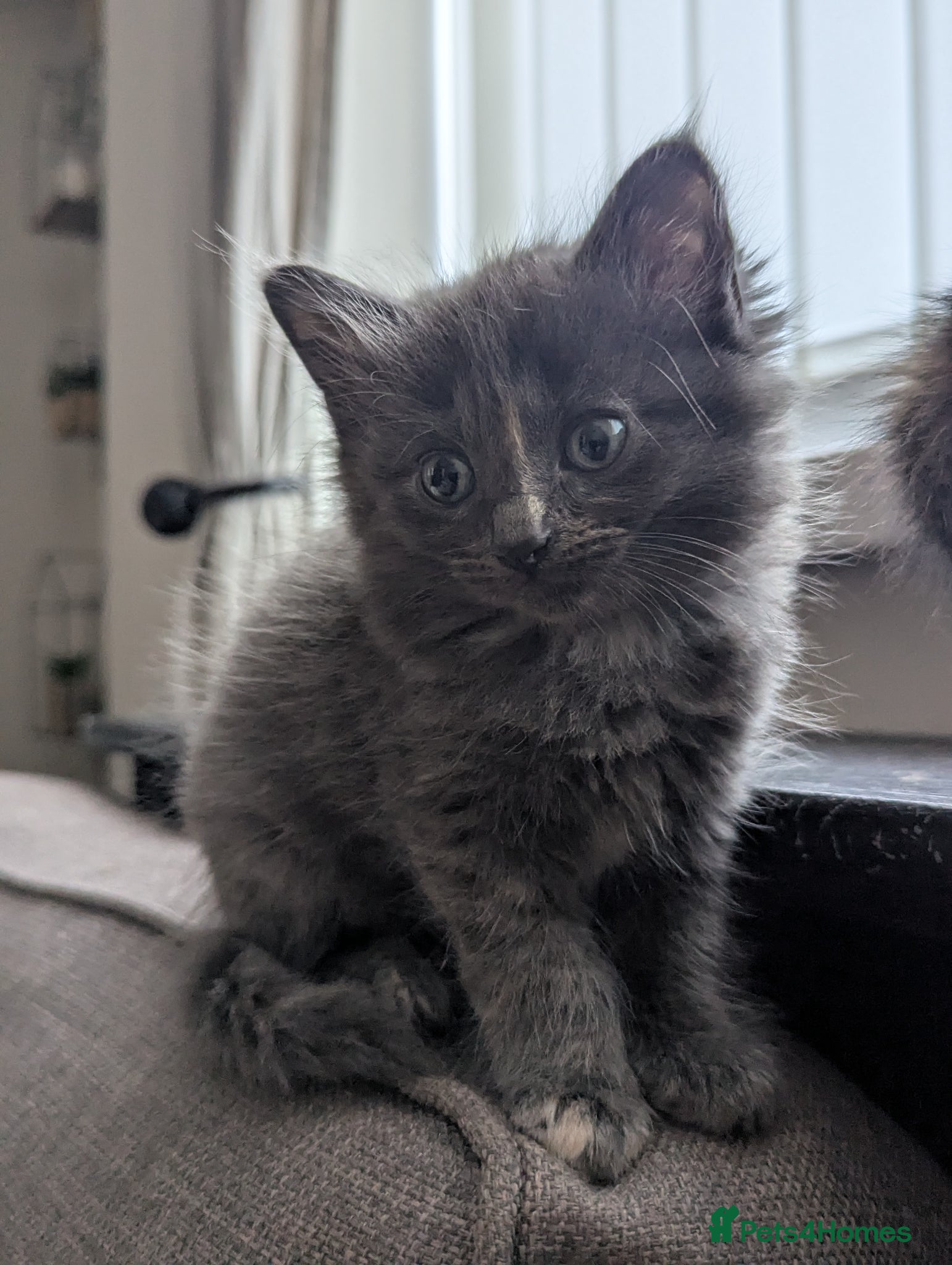 Mixed Breed Kitten 4