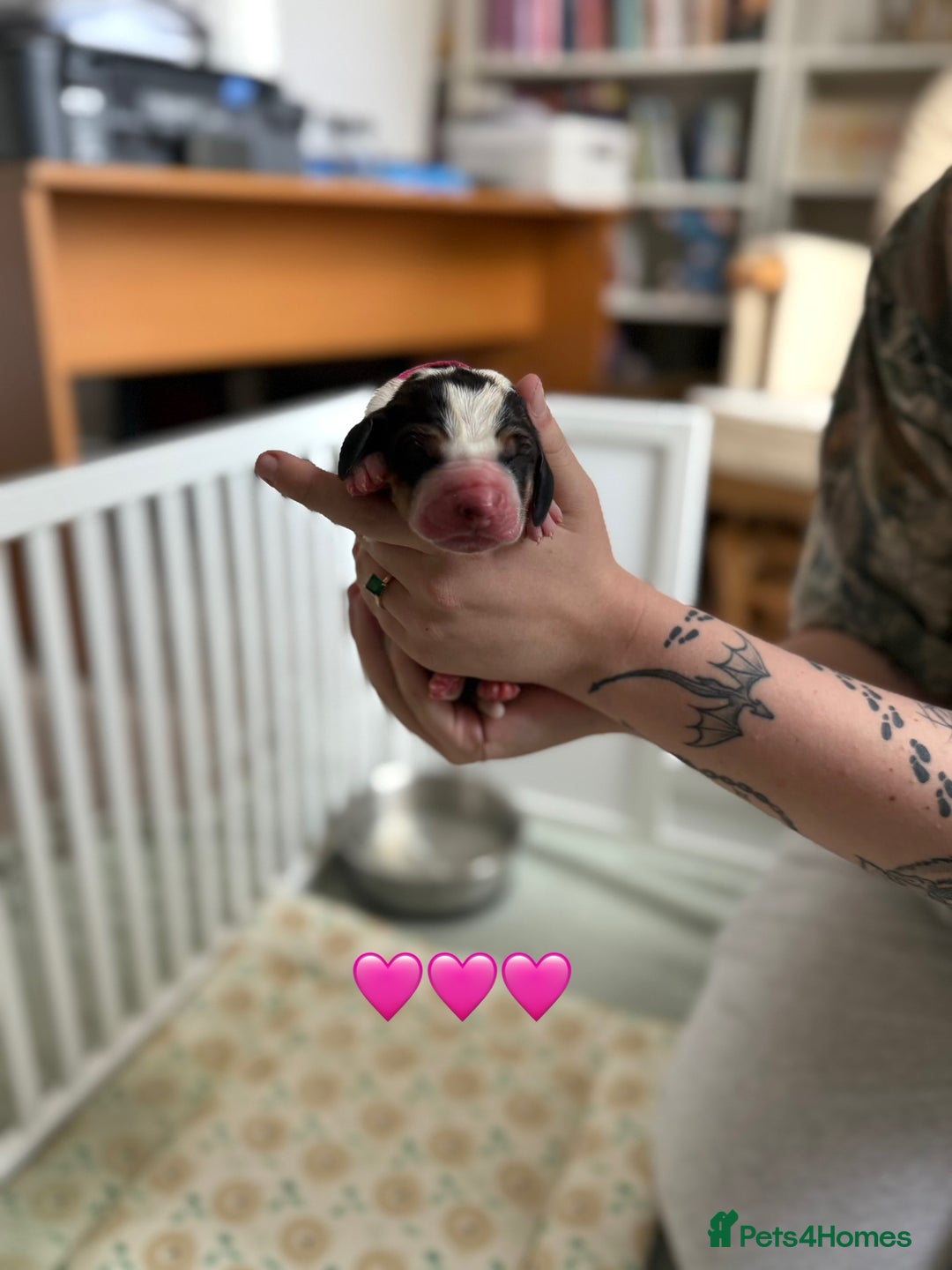 Basset Hound dogs for sale: Beautiful Basset Hound Puppies  - Image 24