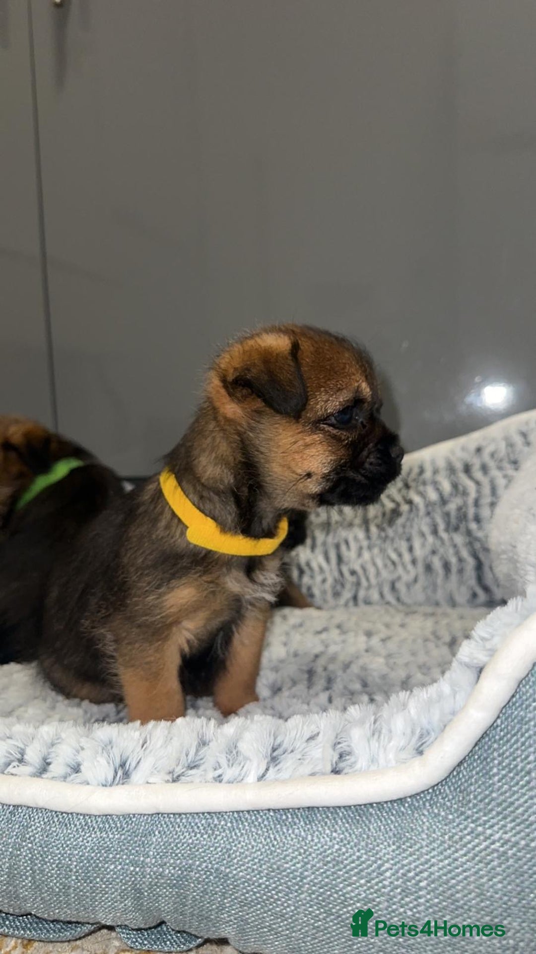 Border Terrier dogs for sale: Kc registered Border  terrier puppies - Advert 4