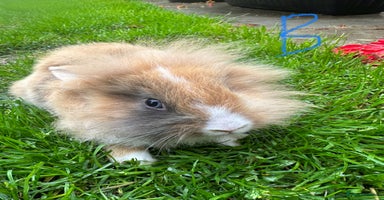 Lionhead rabbits - Advert 7