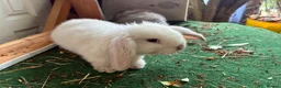 Lionhead rabbits for sale: 4 minilop babies & 1 lionlop girl  - Advert 4