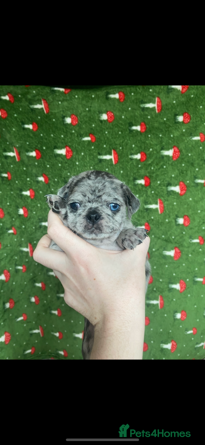 Pug dogs Beautiful pugs for sale  - Advert 8