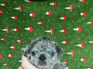 Pug dogs Beautiful pugs for sale - Advert 8