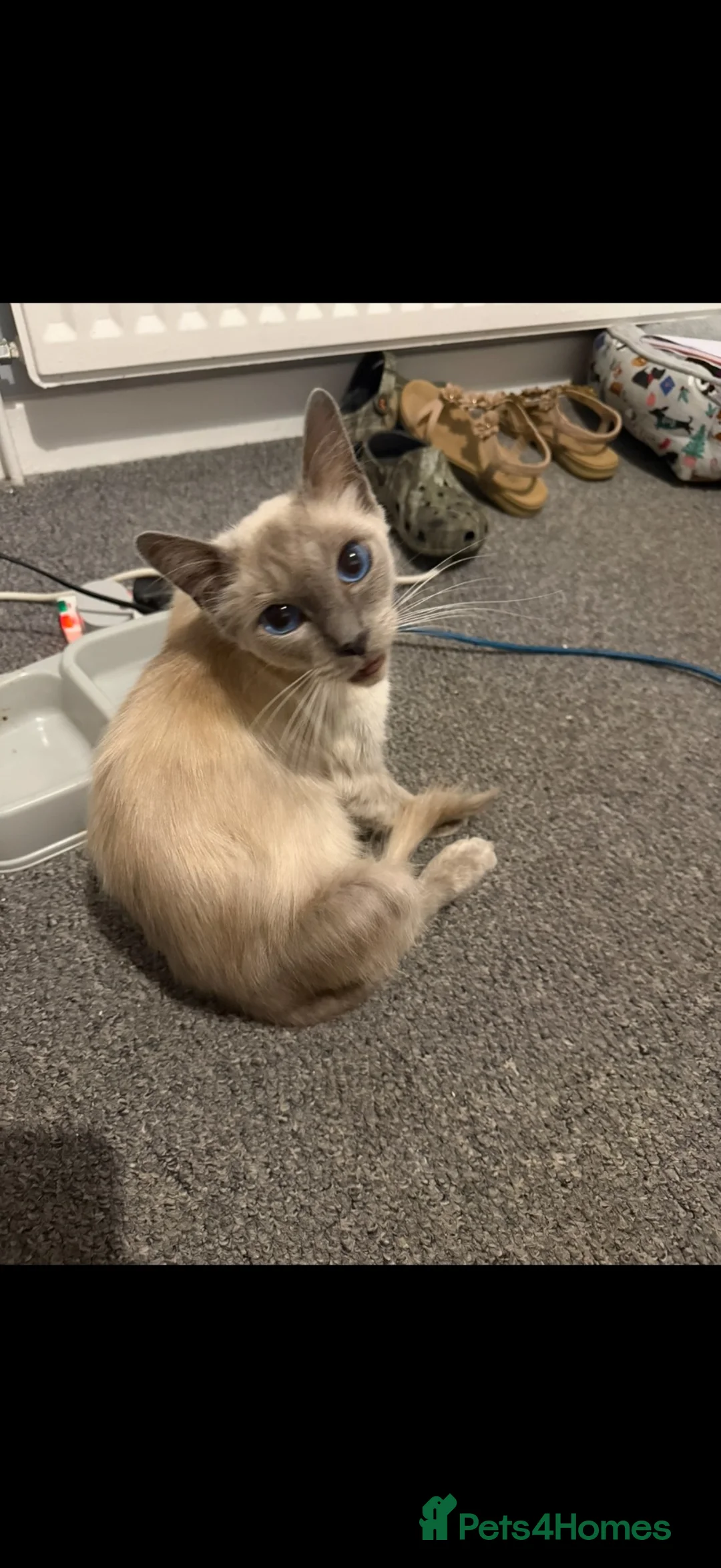 Mixed Breed cats for sale: Mixed ragdoll kittens for sale  in Coventry - Advert 24