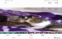 American Shorthair cats for sale: Kittens looking for homes  - Image 3