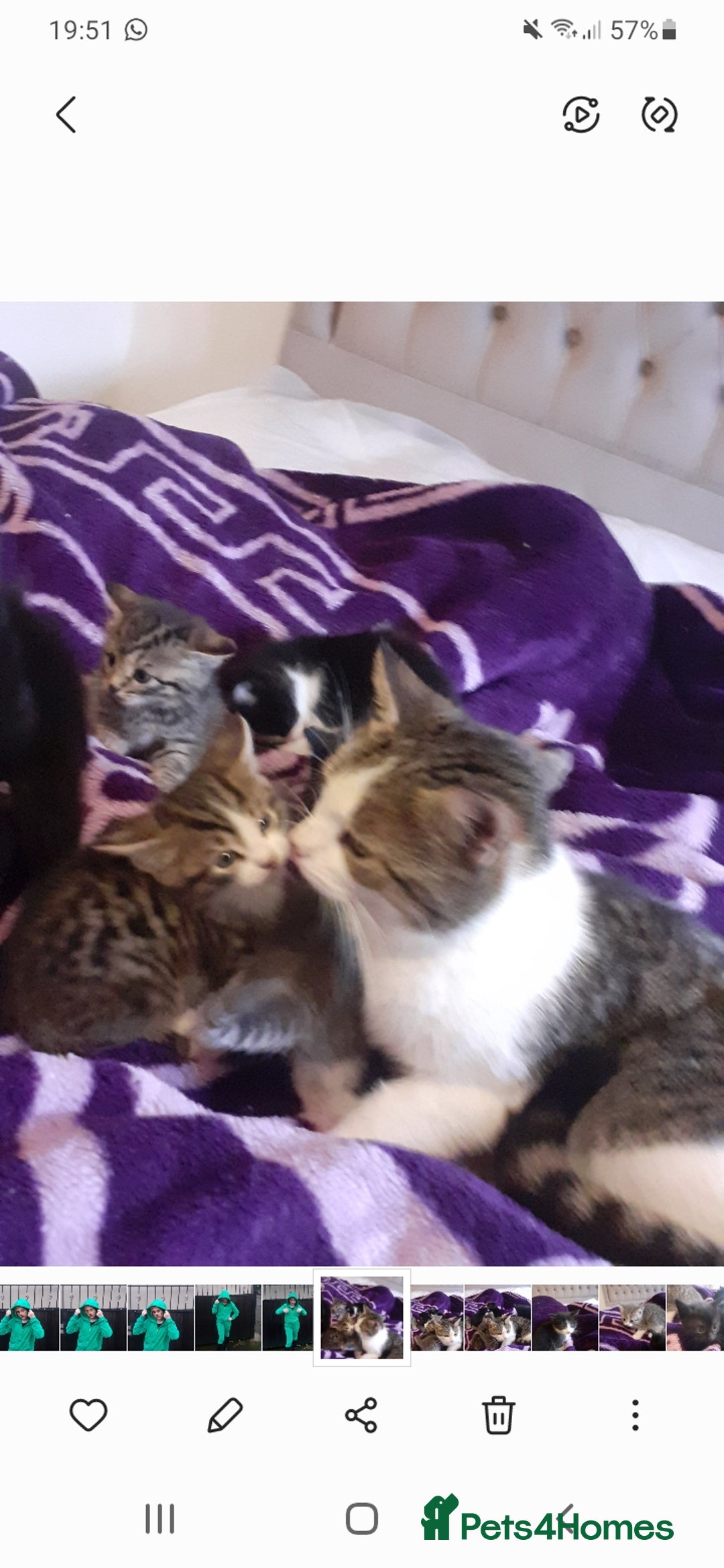 American Shorthair cats for sale: Kittens looking for homes  - Image 3