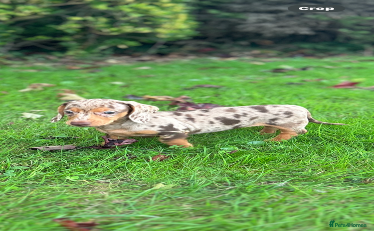 Dachshund dogs - Advert 9