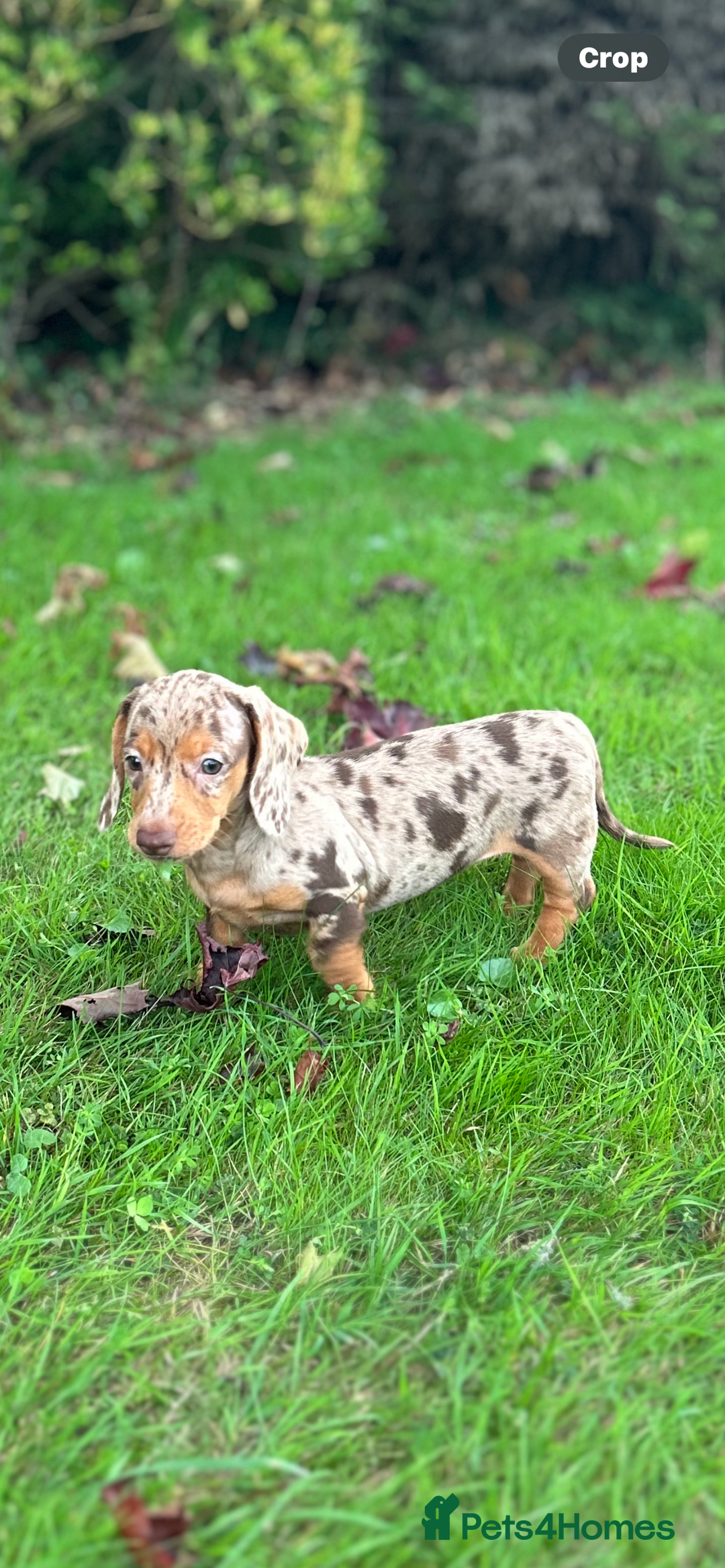 Dachshund dogs for sale: Beautiful Dachshund puppies  - Image 1