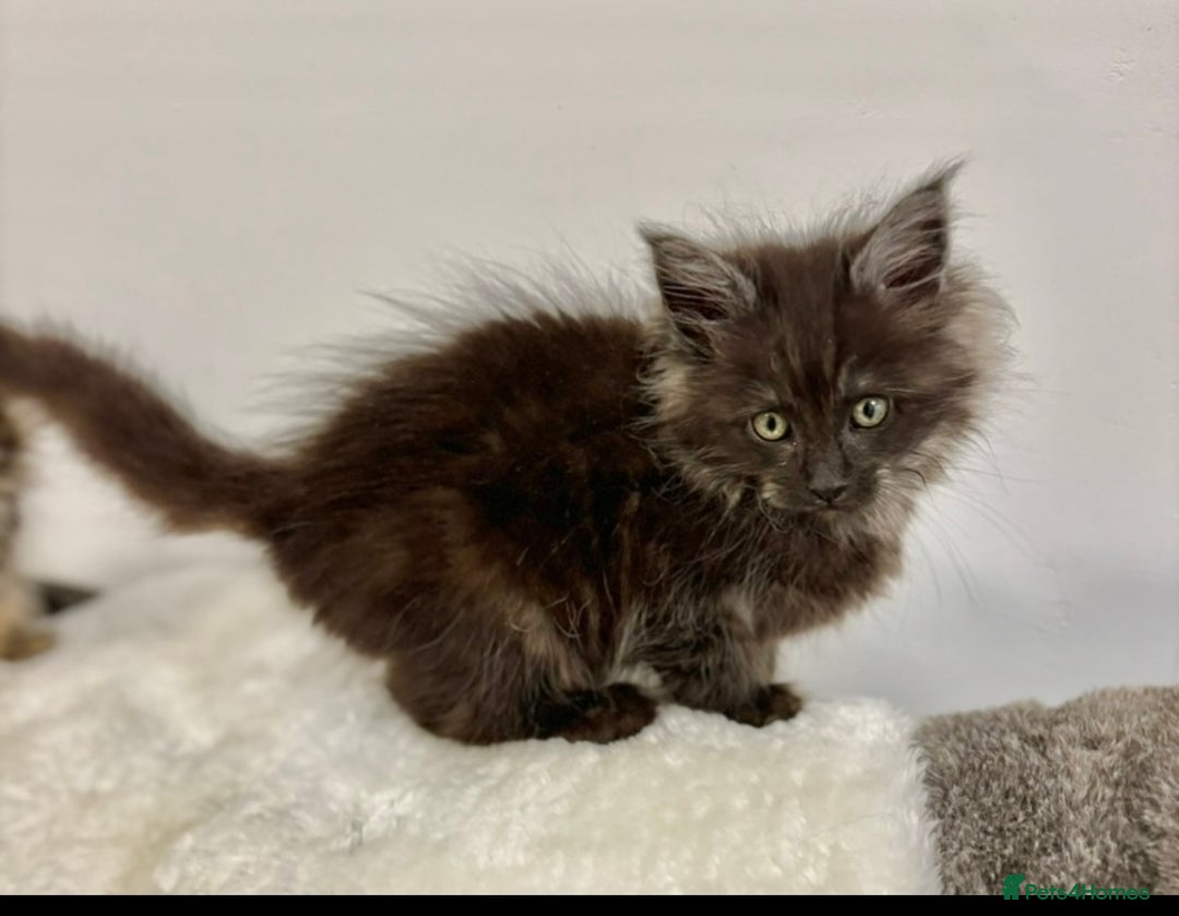 Maine Coon cats for sale: Maine coon kittens black grey brown tabby ready - Image 6