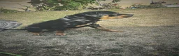 Rottweiler dogs for sale: Rottweiler  - Advert 2