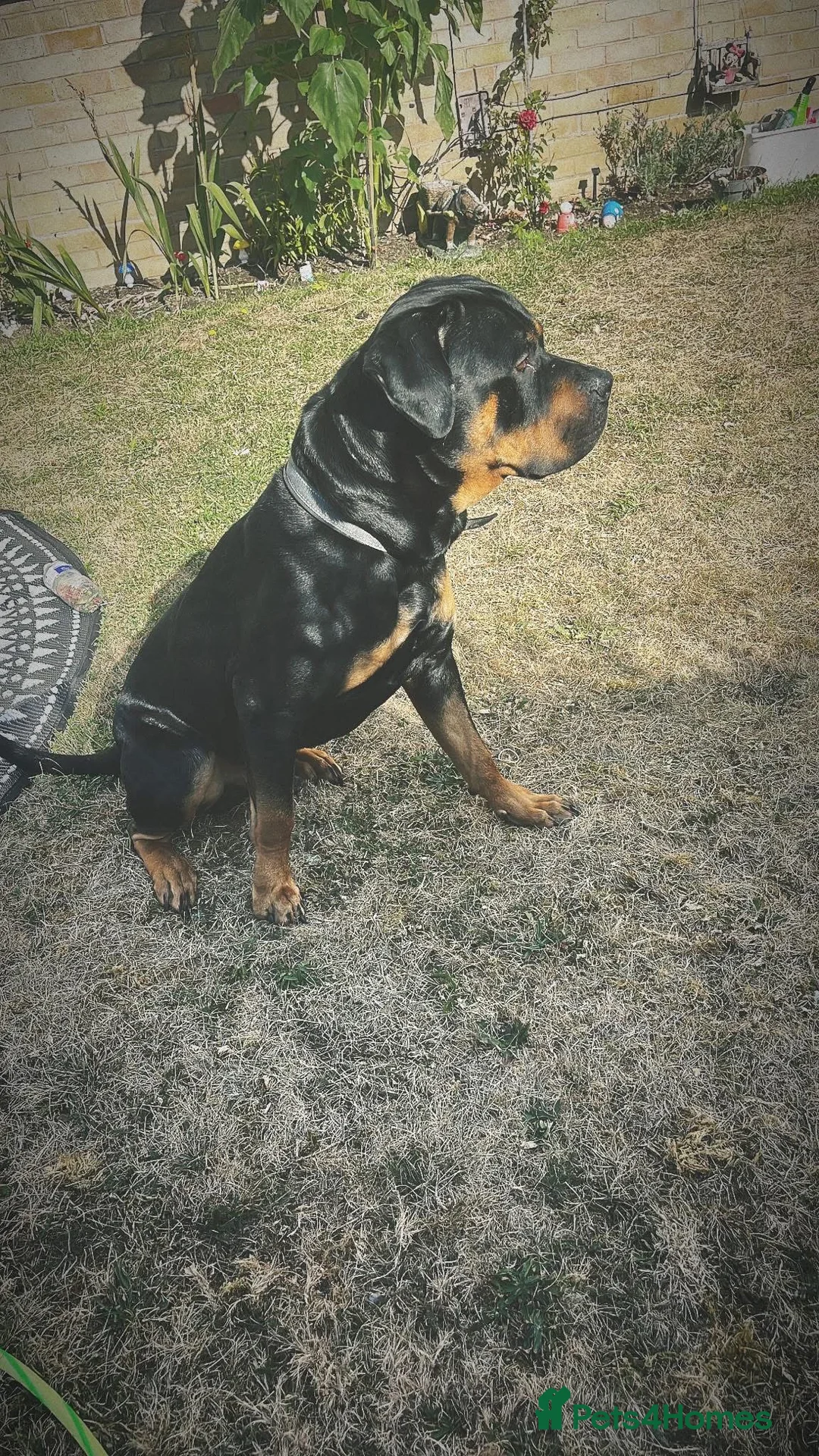 Rottweiler dogs for sale: Rottweiler  - Advert 2