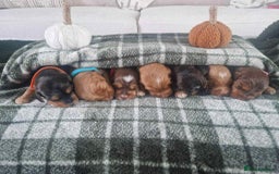 Cockapoo dogs for sale: Miniature Cockapoos  - Image 2