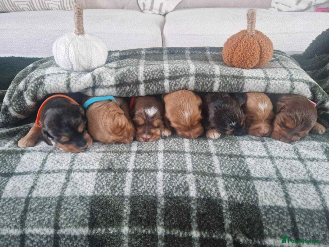 Cockapoo dogs for sale: Miniature Cockapoos  - Image 2