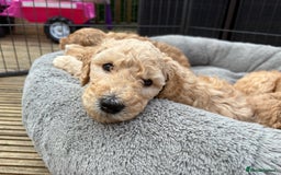 Goldendoodle dogs for sale: 🐶🐾🐶AUSTRALIAN DOUBLE DOODLE PUPPIES🐶🐾🐶 - Image 14