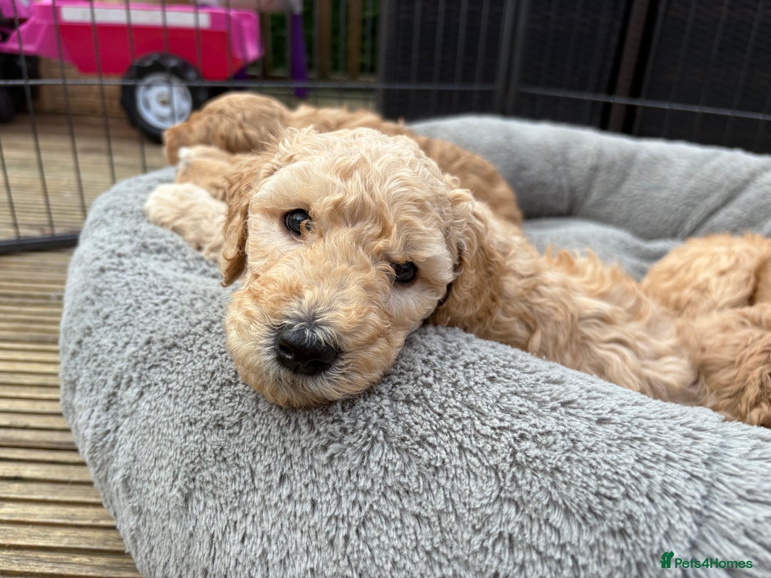 Goldendoodle dogs for sale: 🐶🐾🐶AUSTRALIAN DOUBLE DOODLE PUPPIES🐶🐾🐶 - Image 14