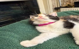 British Shorthair cats for sale: BRITISH BLUE X KITTENS - Image 17