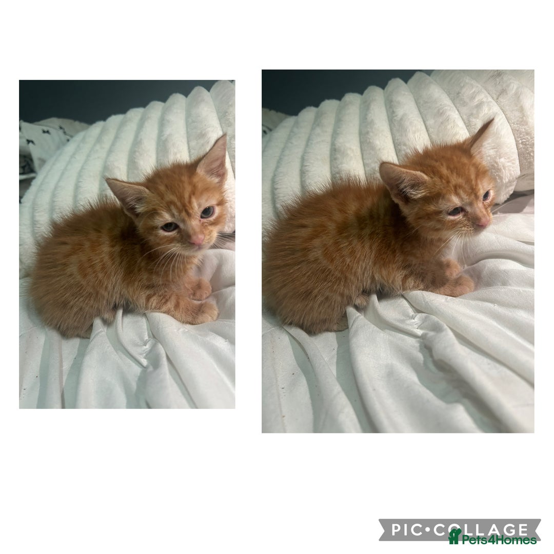 British Shorthair cats for sale: Beautiful kittens available now 💙 - Image 2