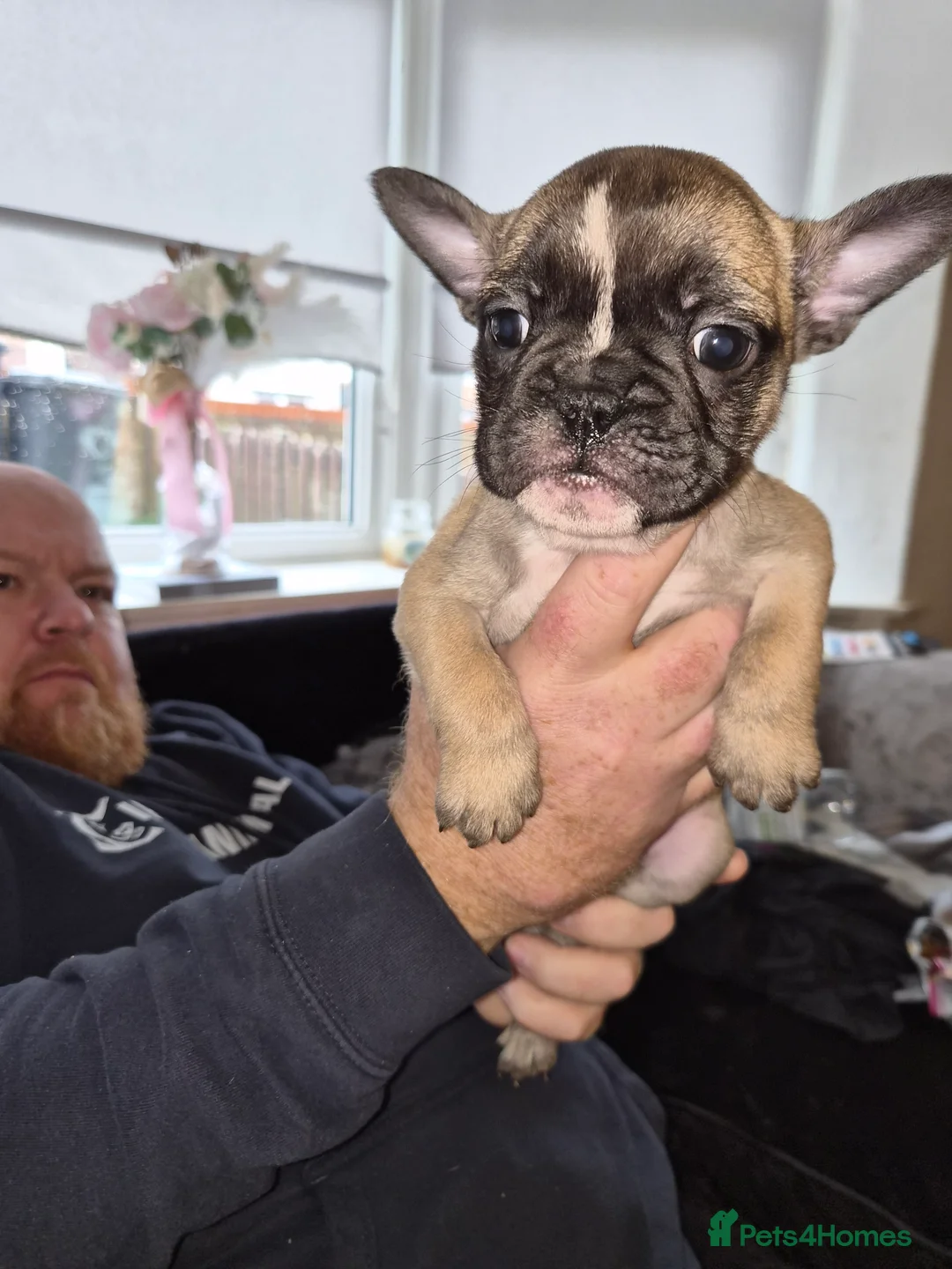 Mixed Breed dogs for sale:  Female Hybrid Bulldog Pups - Advert 12