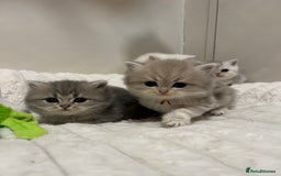 British Shorthair cats for sale: Affectionate lap cats health tested parents  - Image 37