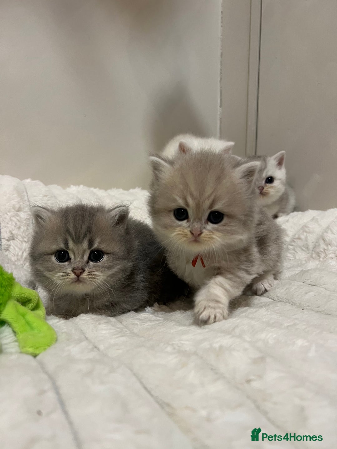 British Shorthair cats for sale: Affectionate lap cats health tested parents  - Image 37