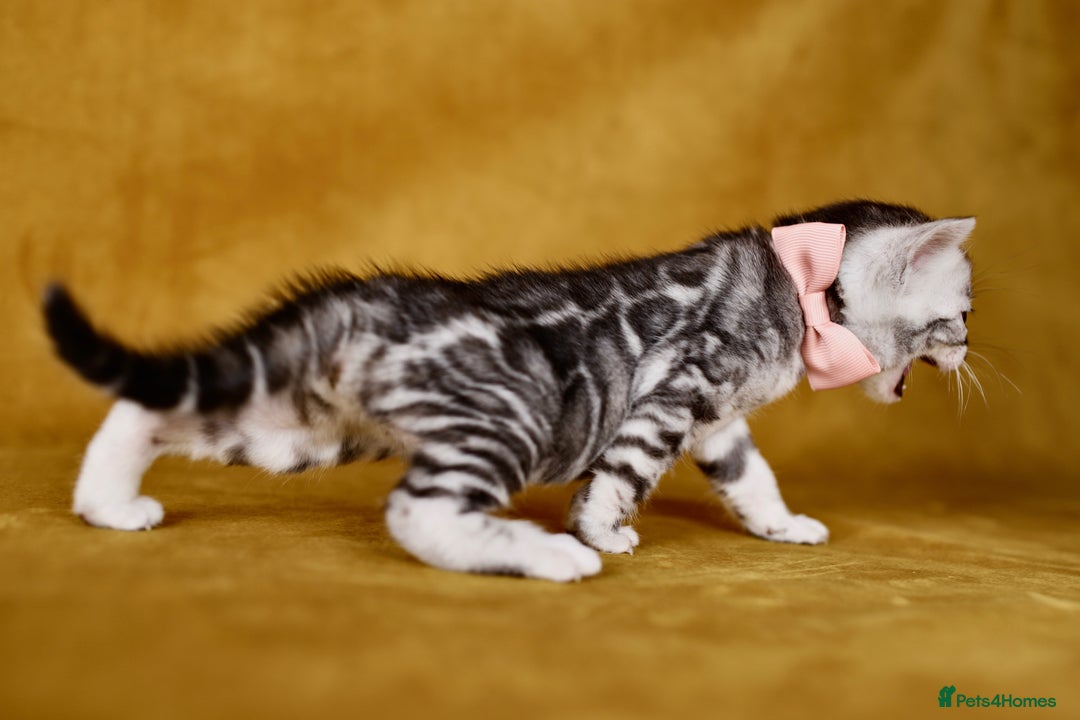Bengal cats for sale: 6 stunning Bengal kittens, possibly our best yet! - Image 8