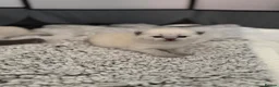 British Shorthair cats for sale: British shorthair kittens in Rochdale - Advert 20
