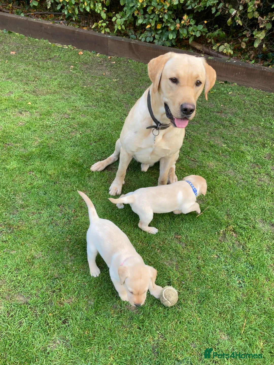 Labrador Retriever dogs for stud: KC REGISTERED STUD DOG in Trowbridge - Advert 5