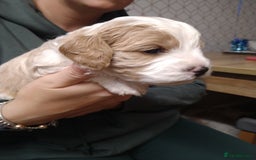 Mixed Breed dogs for sale: Beautiful female available ready to leave 1st nov - Image 15